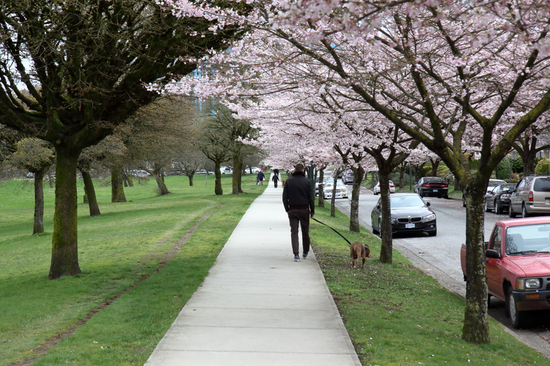 Illustration for article titled Pics from the Curbside: 2018-04-08 from Langara Gardens